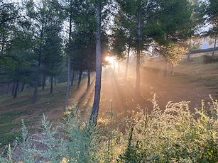 IMG_1008.jpeg