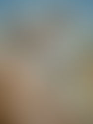 Les koalas de Kuranda