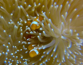 Plongées sur la grande barrière de corail