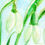 Thumbnail: a close-up of snowdrops