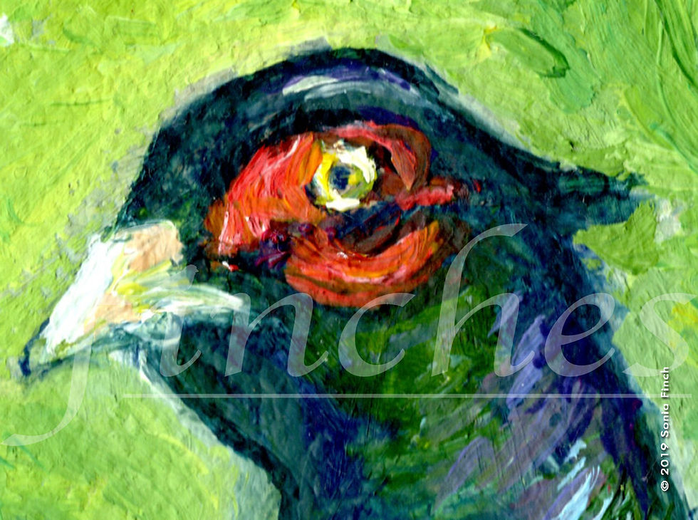 Thumbnail: Spirit of Pheasant | Greetings Card