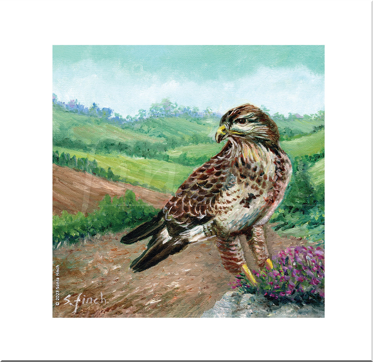 a buzzard sits perched on a rock in Ashdown Forest