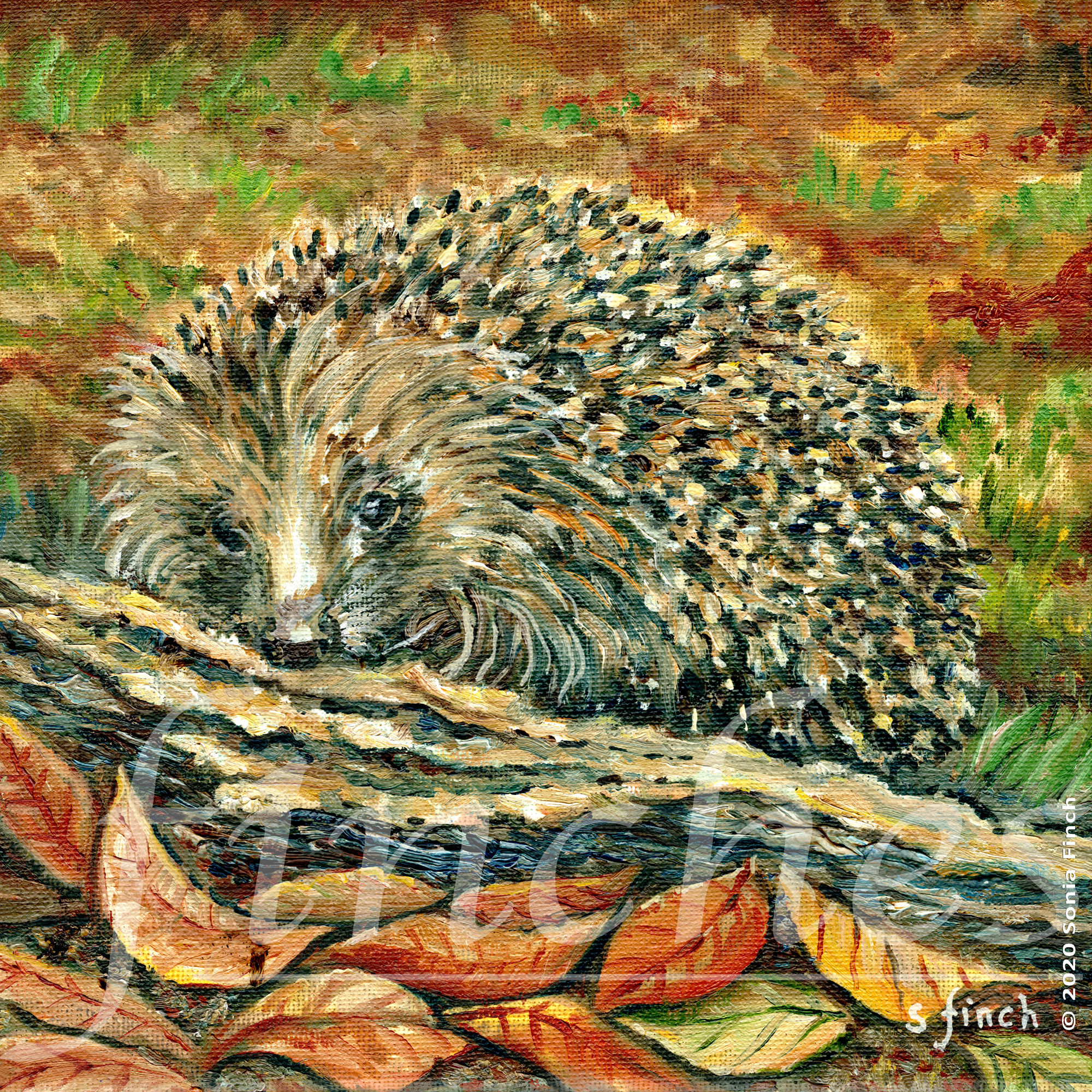 Spirit of Hedgehog | Original