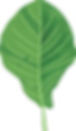tropical_Leaf_Asset9.png