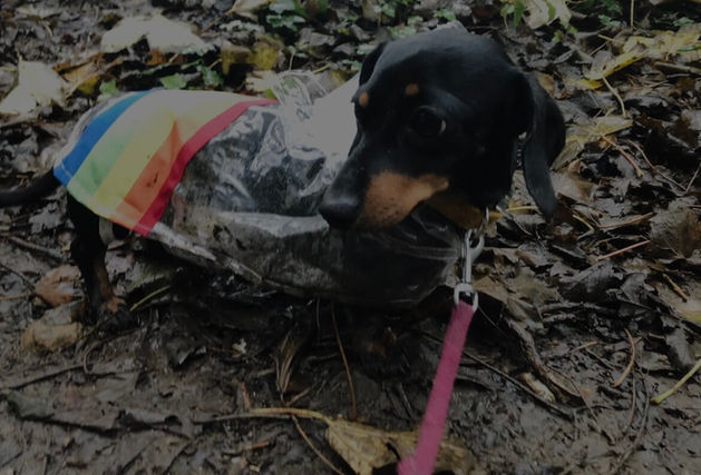 ERICKA_WALLER_WIENER_10.jpeg