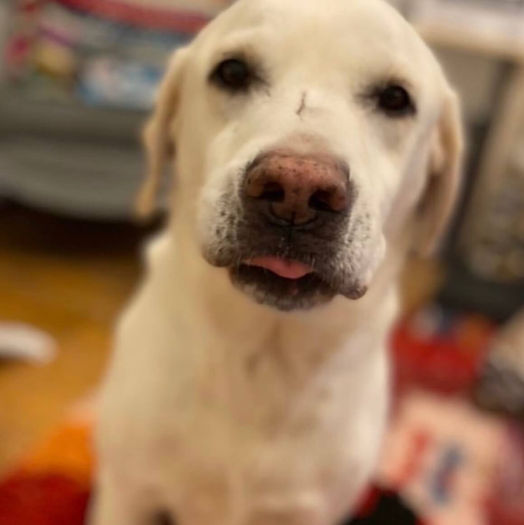 ERICKA_WALLER_BUDDY_BLEP.jpeg