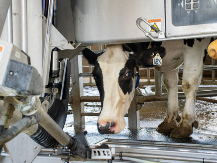 FEED STILL BRINGS COWS TO THE ROBOT