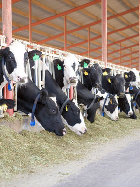 Cows in a freestall barn