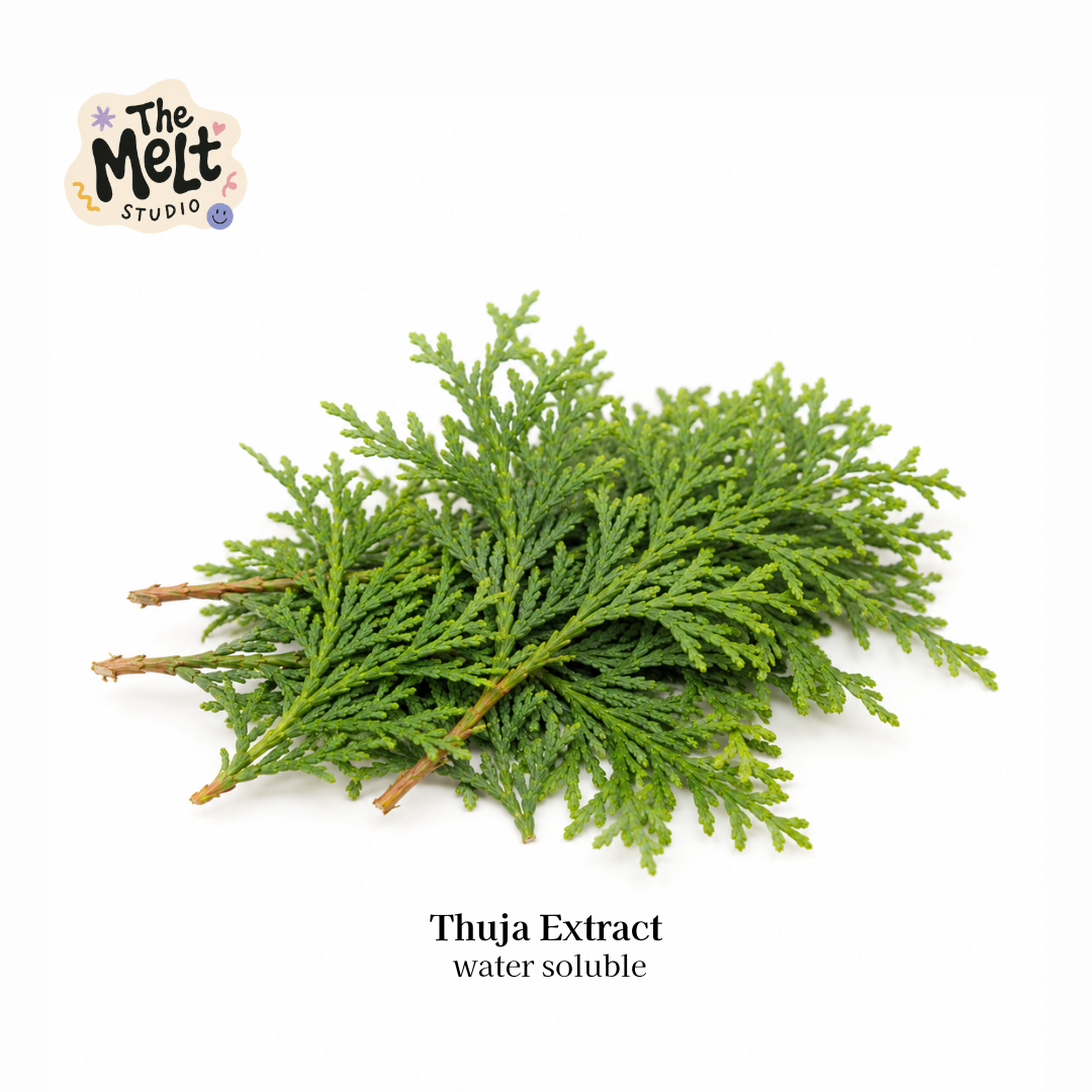 pure thuja extract water soluble cosmetic for anti aging acne