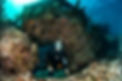 French reef.jpg
