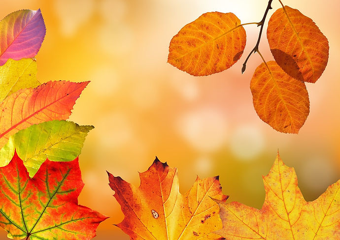 autumn-1649362_1280.jpg
