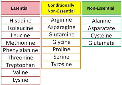 essentialaminoacids.jpg