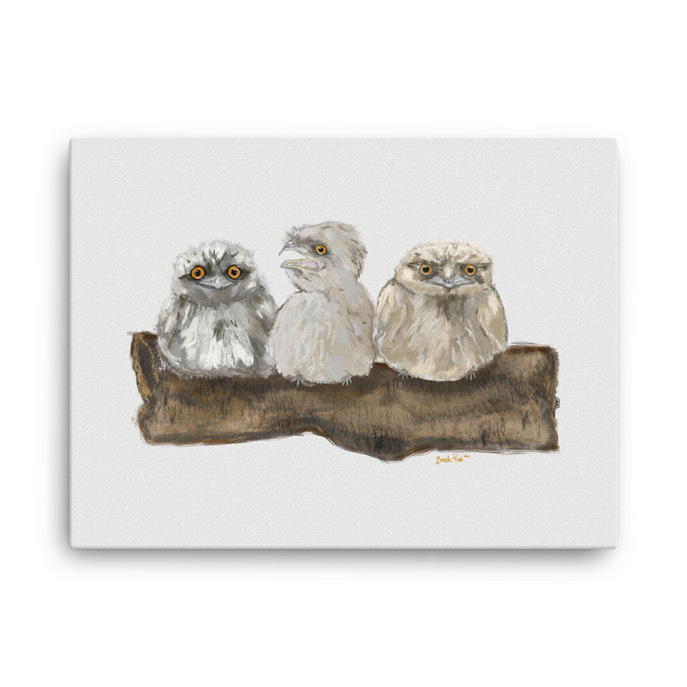 Baby Tawny Frogmouth Canvas