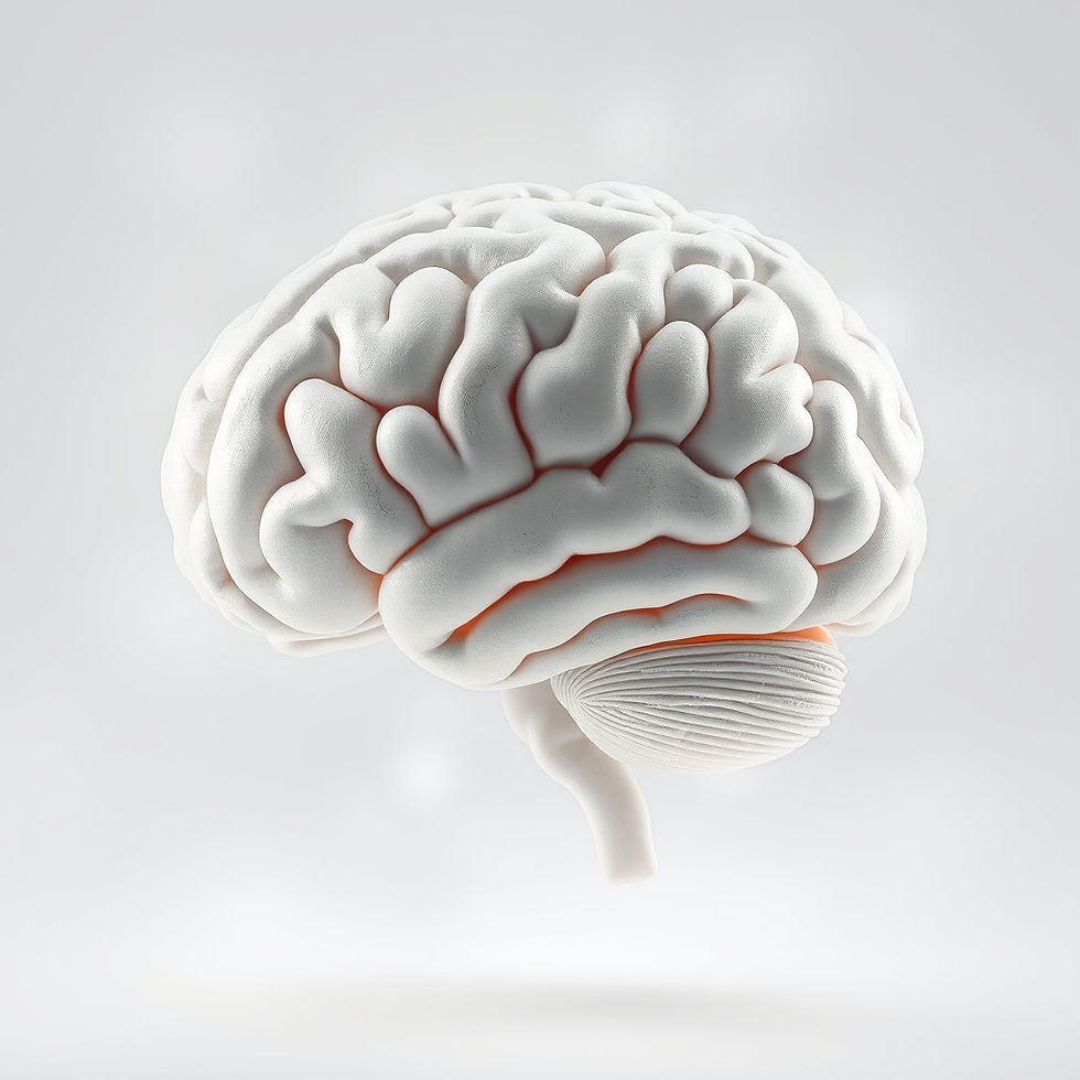 modelo de cerebro humano de perfil sobre fondo difuminado gris y blanco