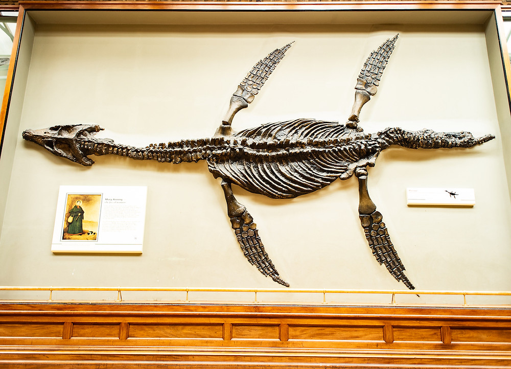 Rhomaleosaurus: a Mary Anning discovery of a giant sea creature.