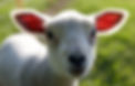 Little Lamb