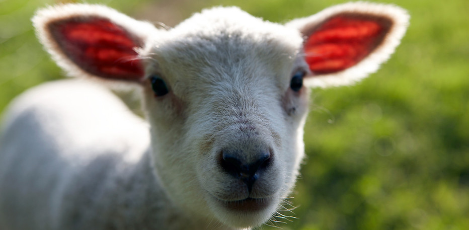 Little Lamb