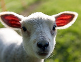 Little Lamb