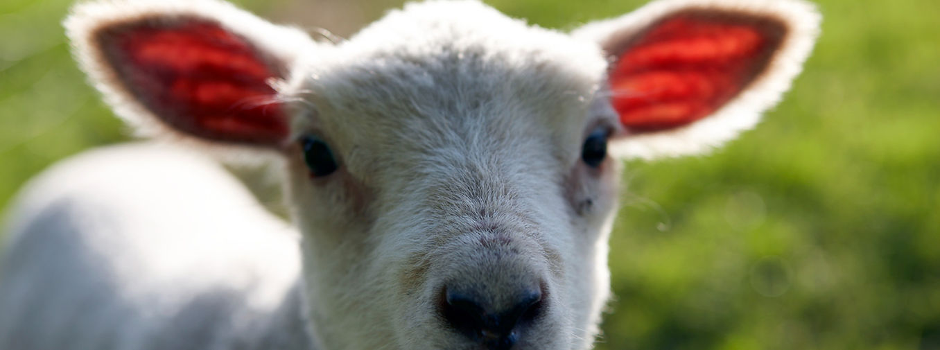 Little Lamb