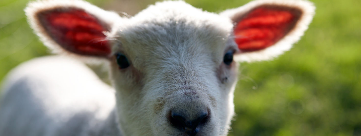 Little Lamb