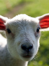 close up of a baby lamb at petting zoo