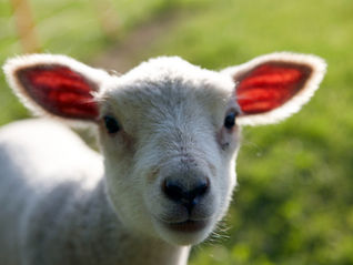 The LORD is My Shepherd 4-19-26