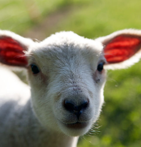 Little Lamb