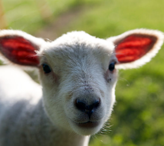 Little Lamb