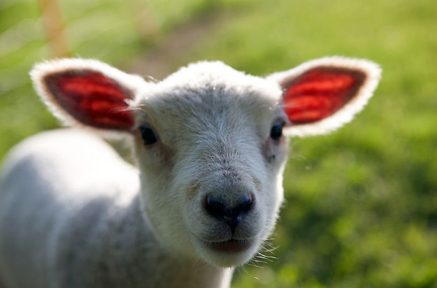 Little Lamb