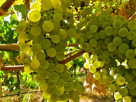 Matching Wines and Pizza - Pepperoni