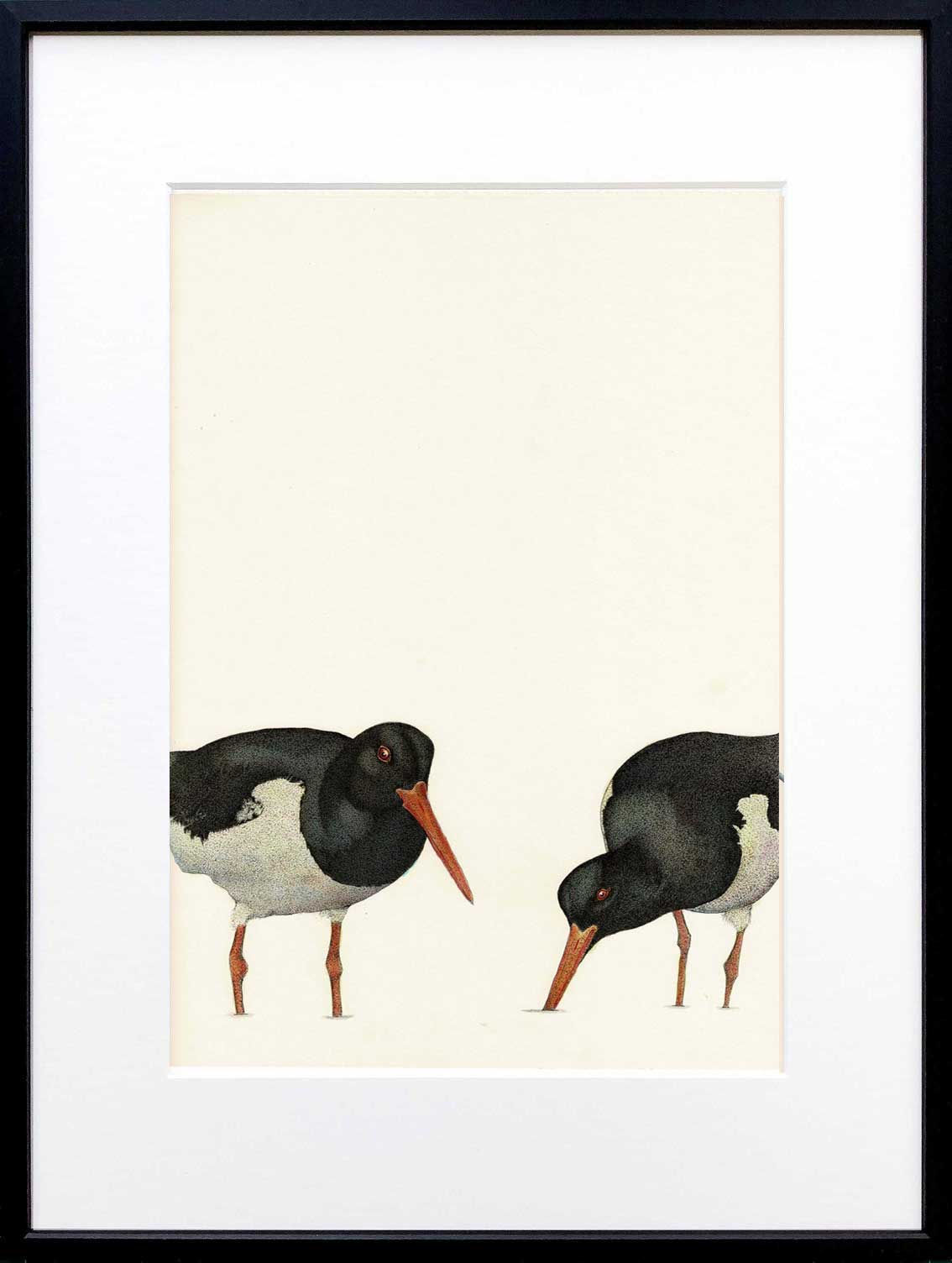 Haematopus Ostralegus X 2