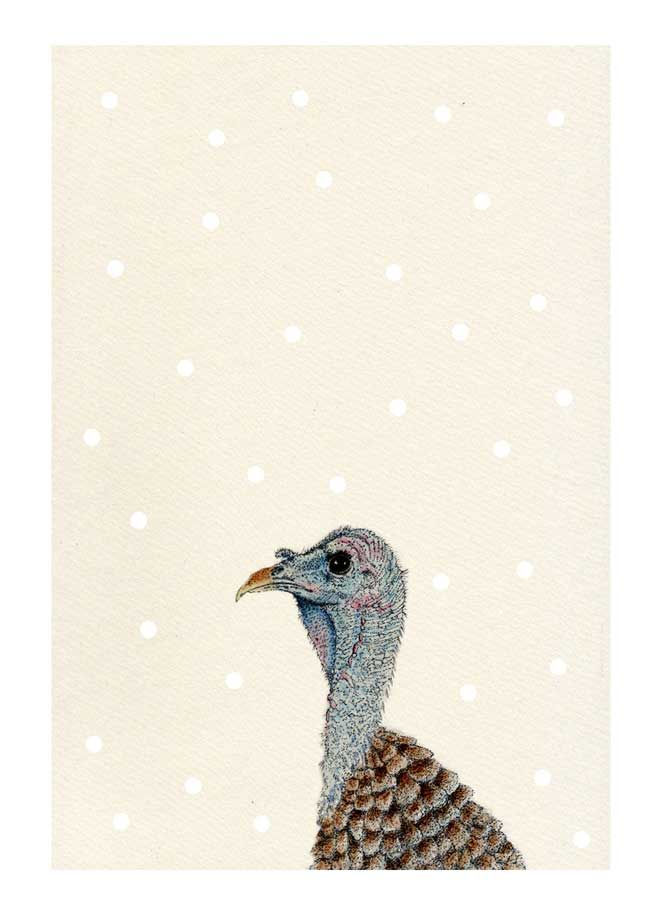 Meleagris gallopavo Snowfall