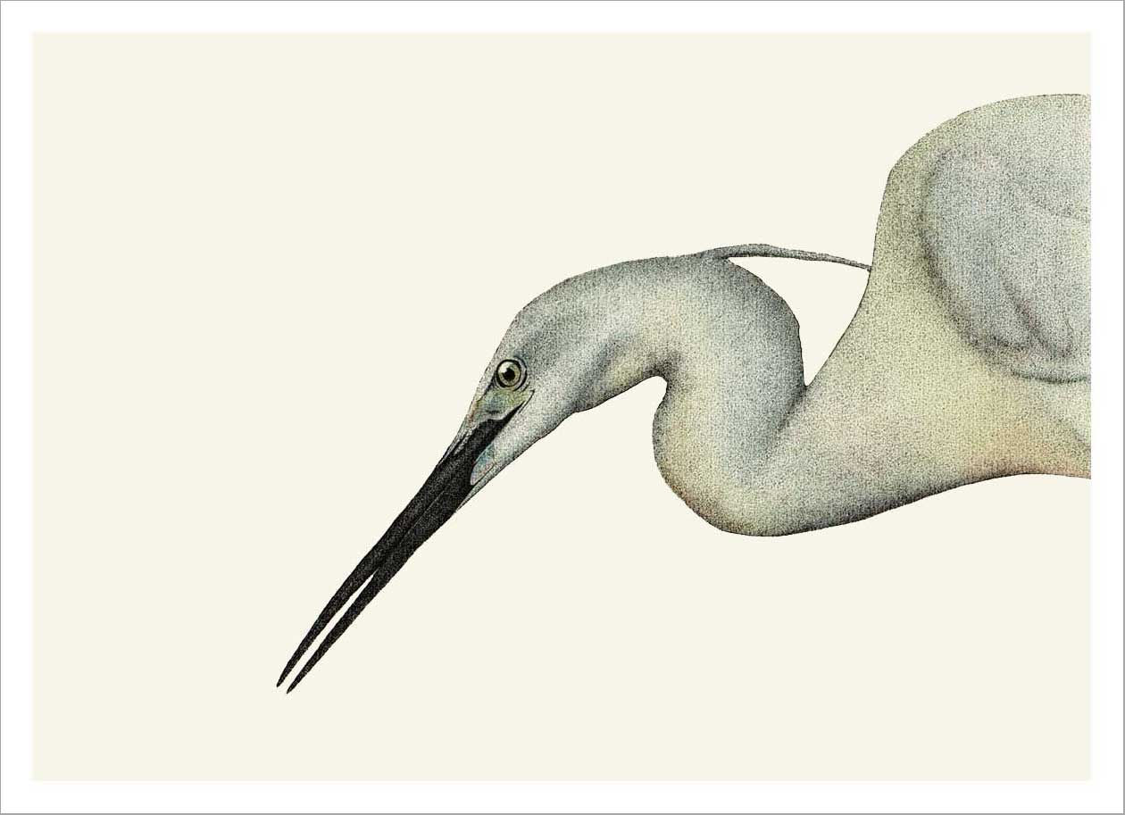 Egretta garzetta - Limited Edition Print