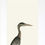 Thumbnail: Ardeidae - Open Edition Print
