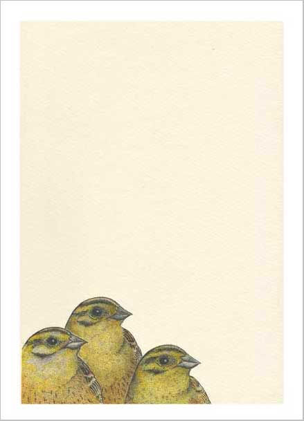Emberiza citronella card