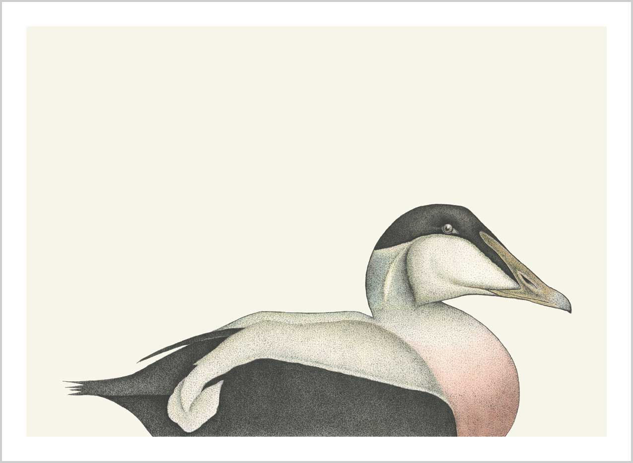 Somateria mollissima - Open Edition Print