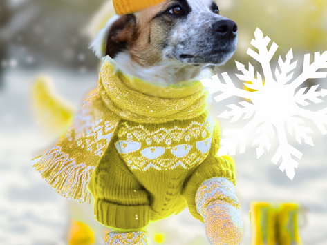 What’s Happening in SLC: Your Guide to Winter Events