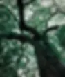 Image-The-old-tree.webp