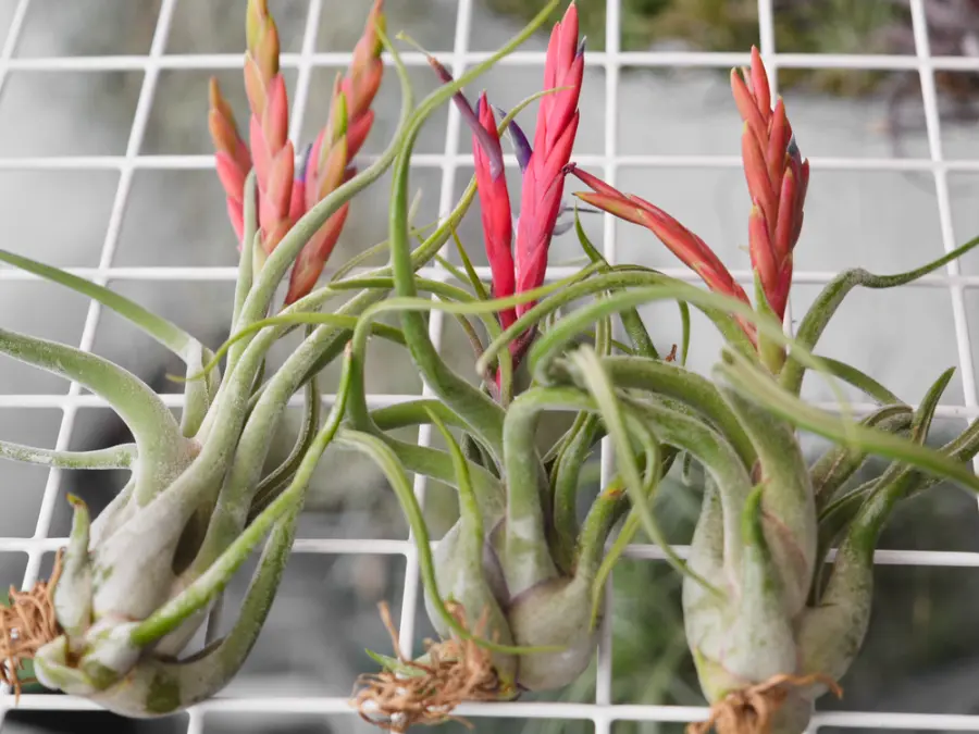 Miniatura: Tillandsia Caput Medusae