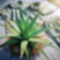 aloe vera image sutakriti FHD_edited.jpg