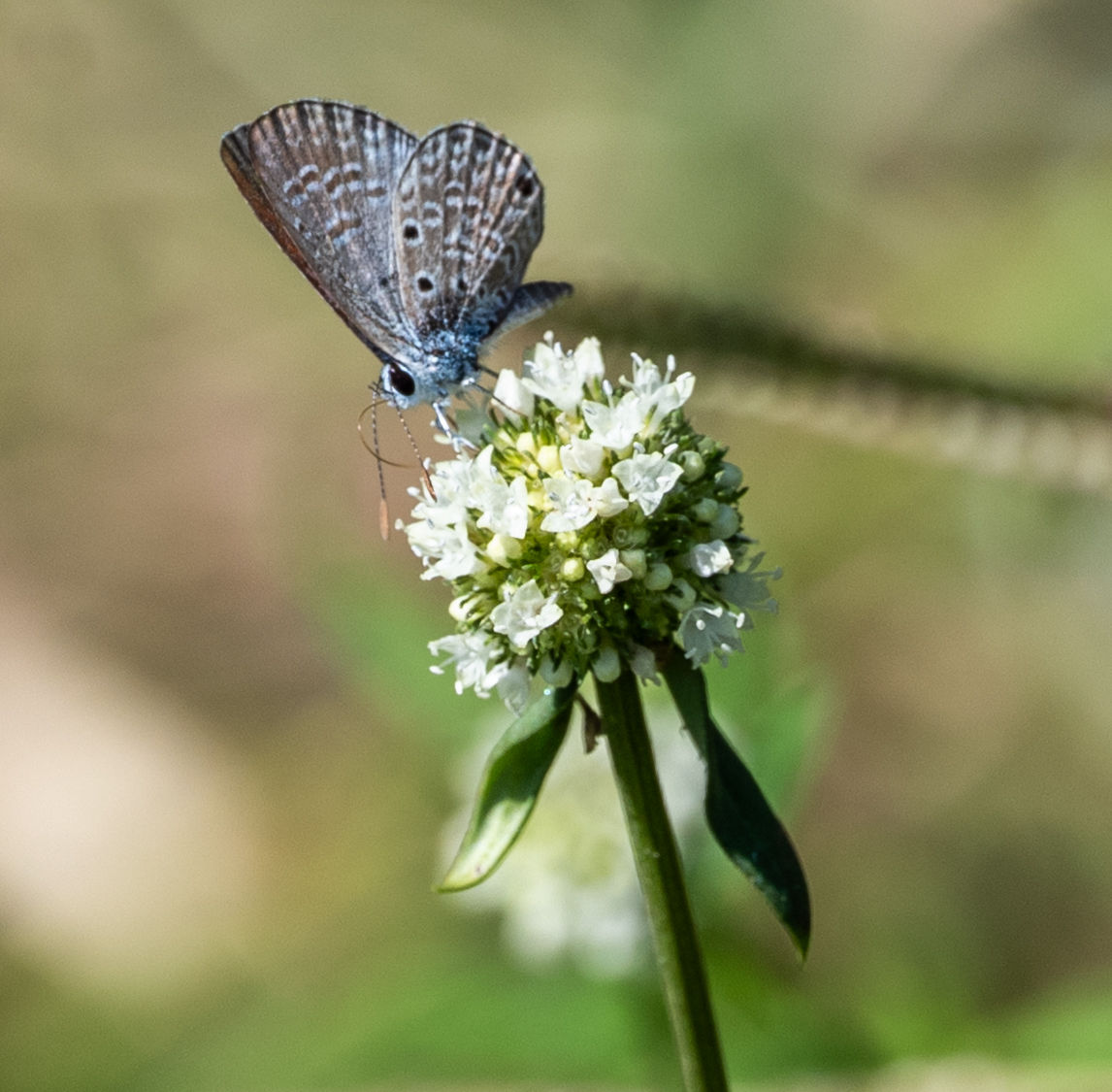 Lila 1 da Série "Lila a pequena bailarina do jardim"