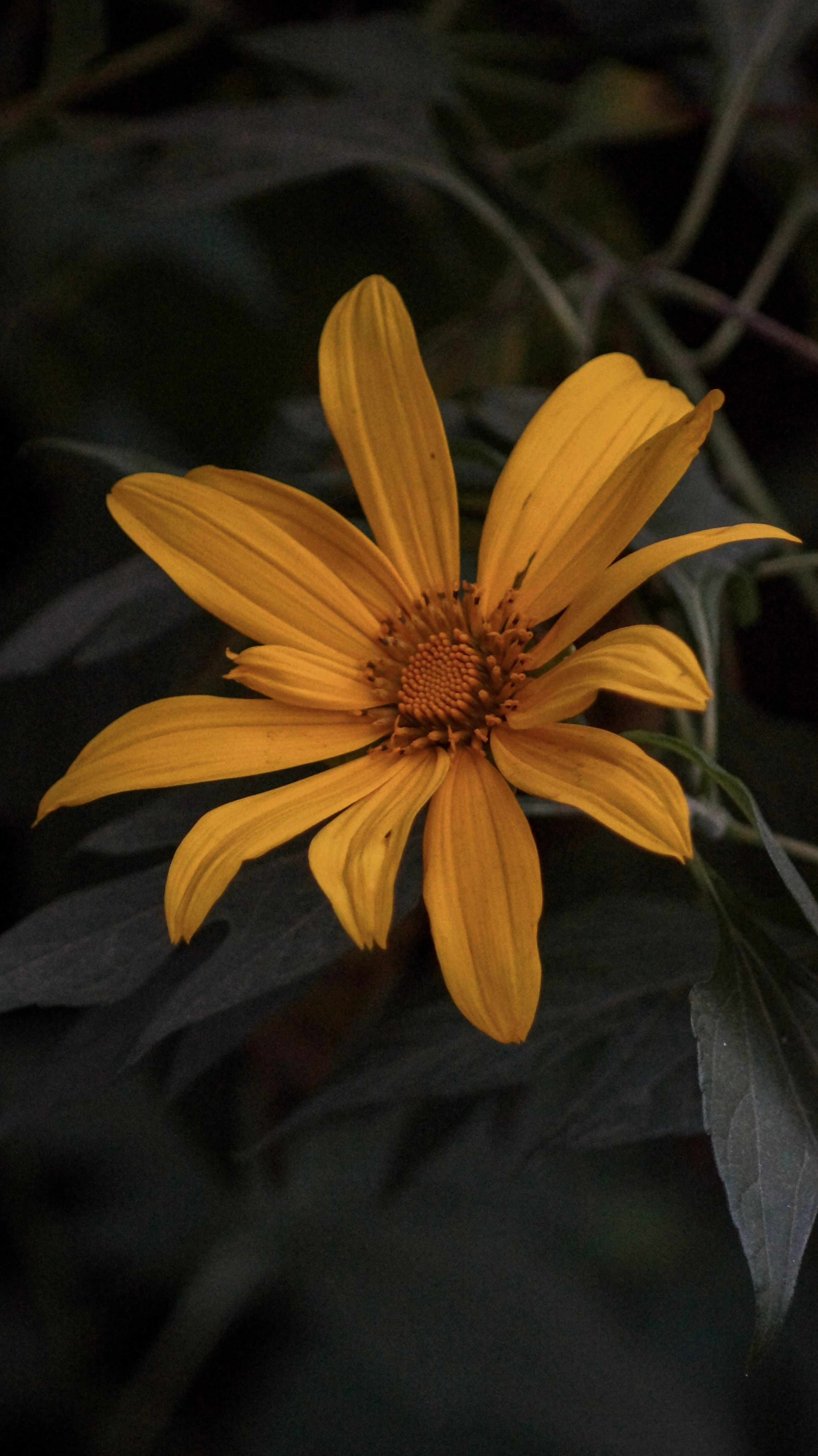 Flor Amarela