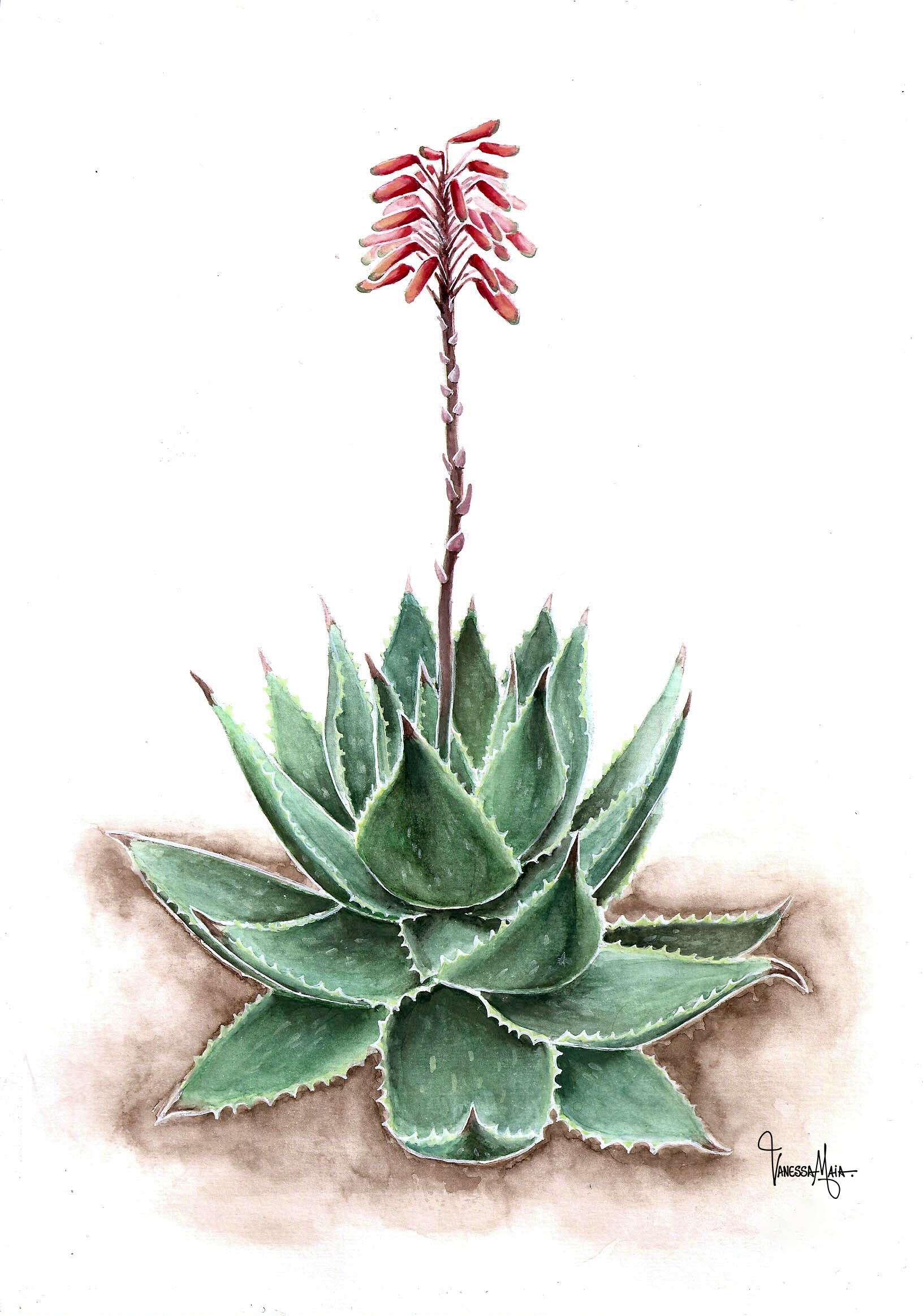 Aloe chabaudii