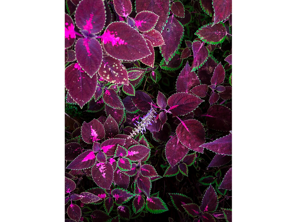 Plantas e cores