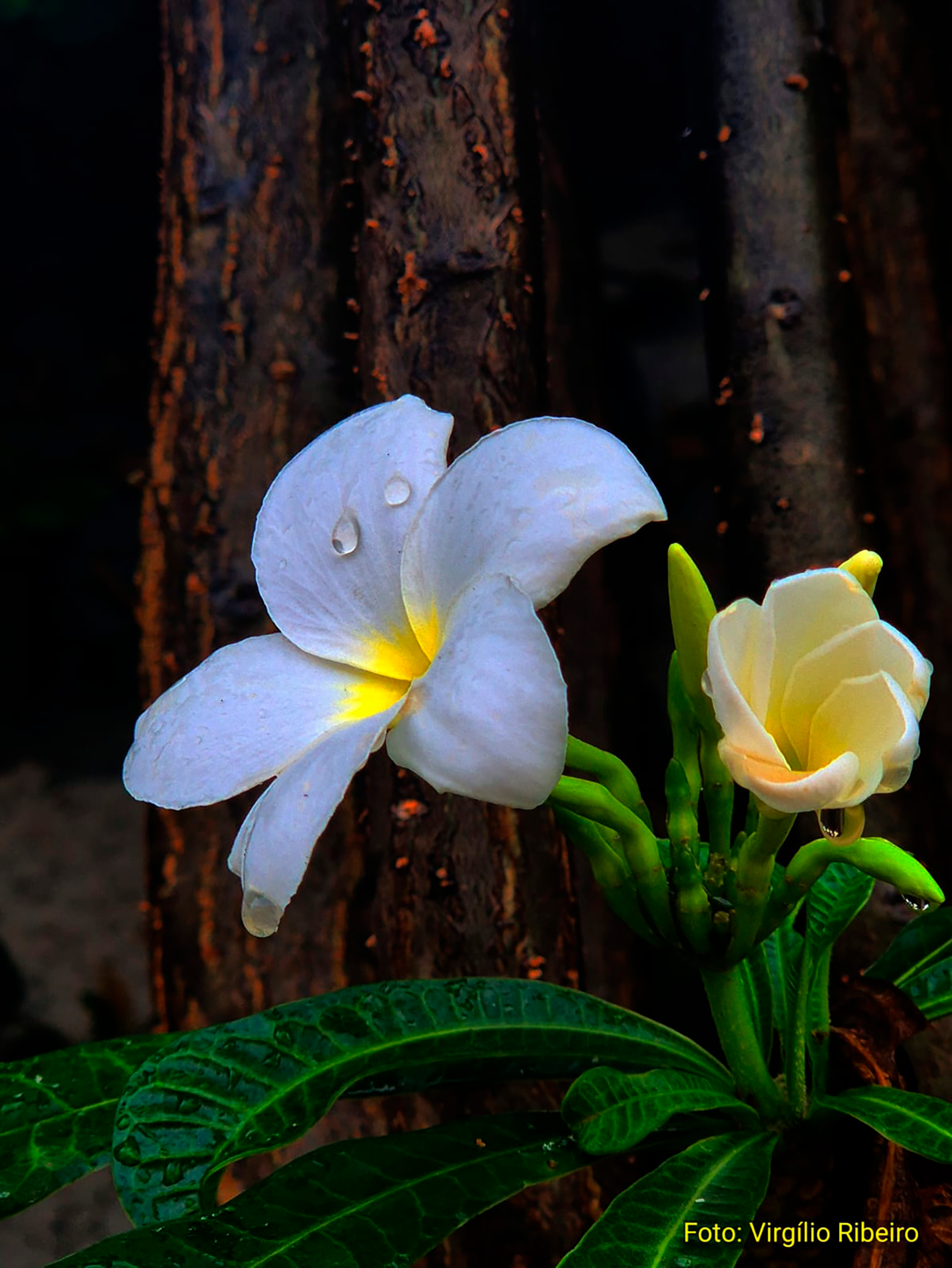 A flor e as gotas de chuva