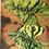 Miniatura: Variegata
