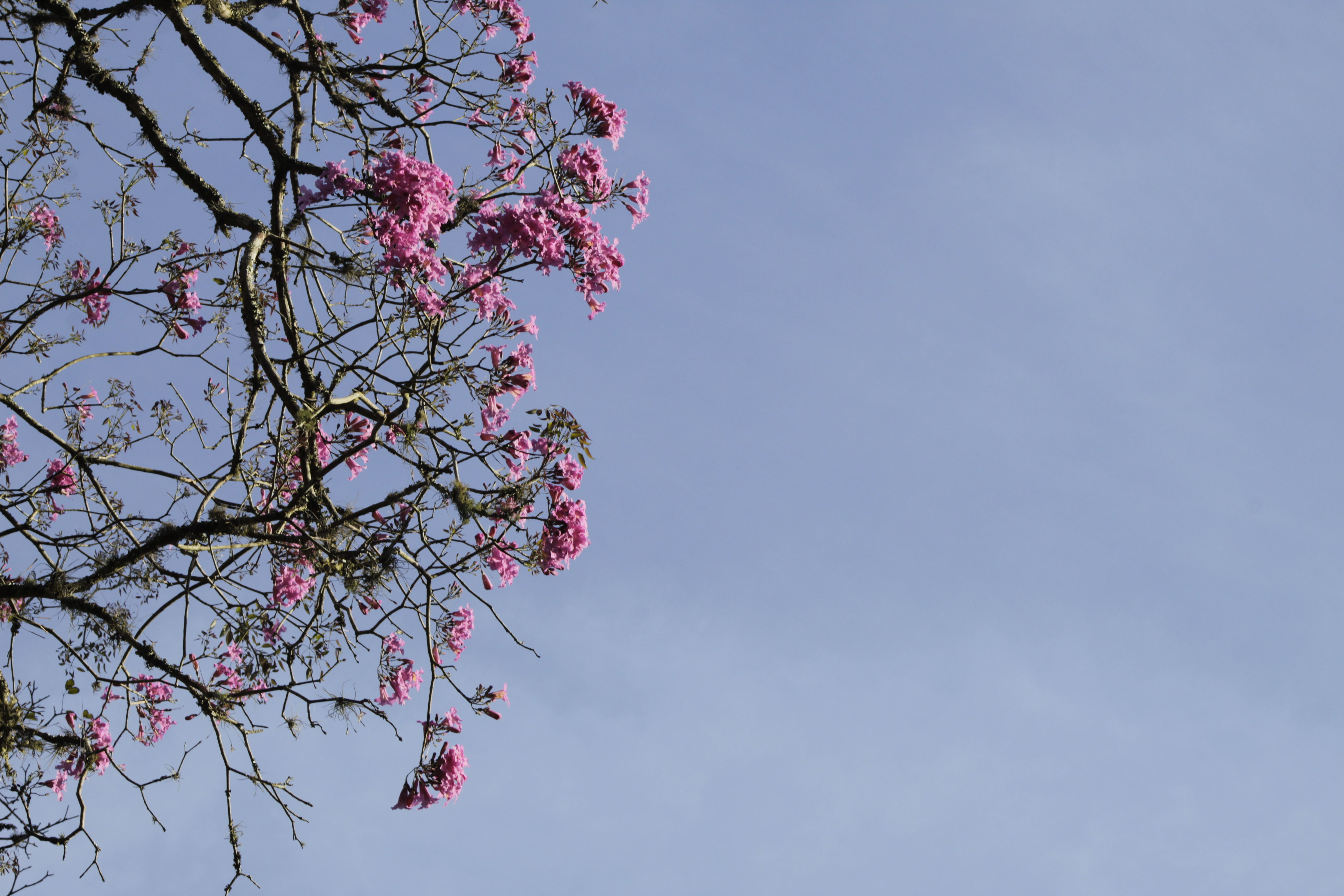 Ipê rosa