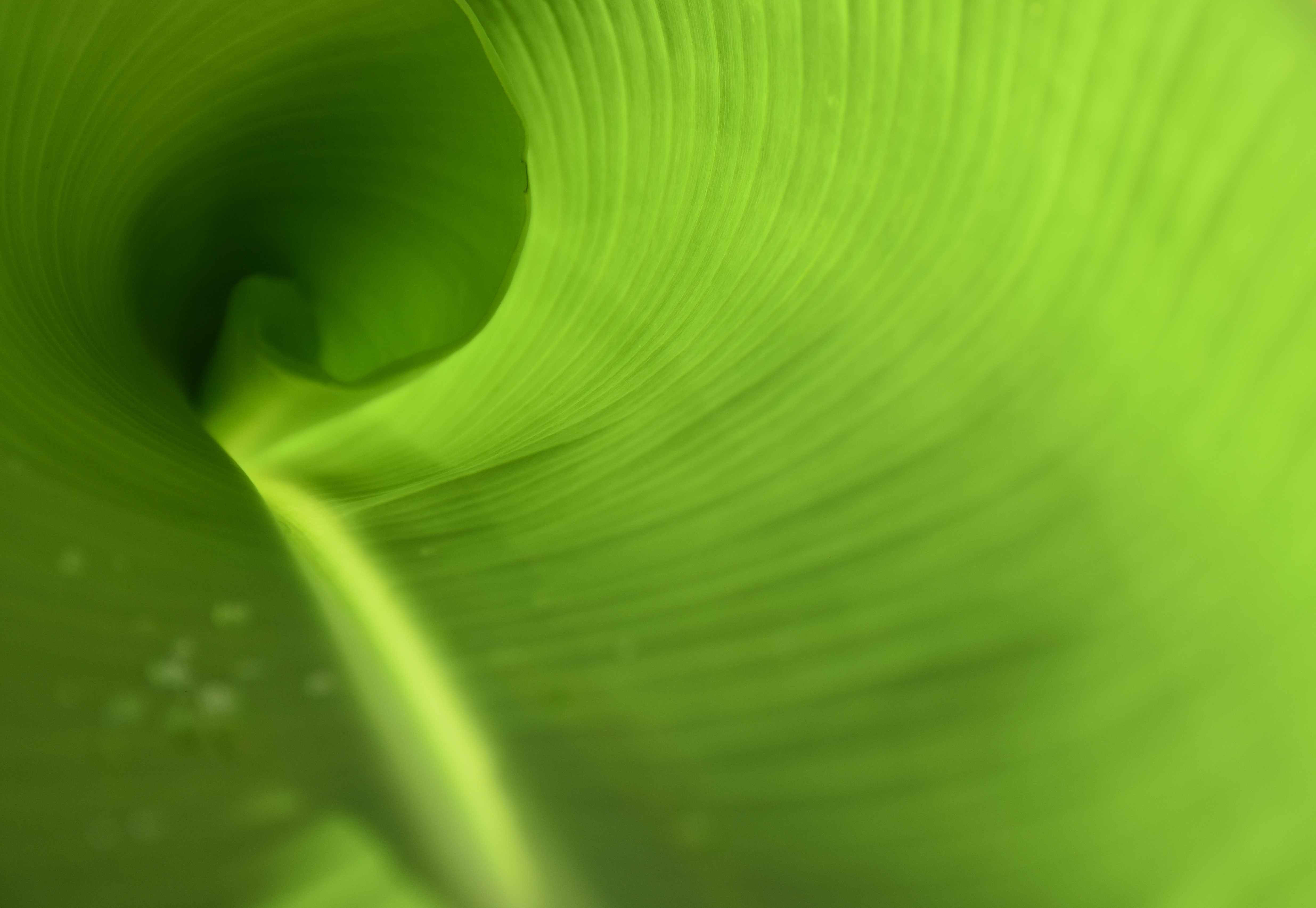 Espiral de Fibonacci