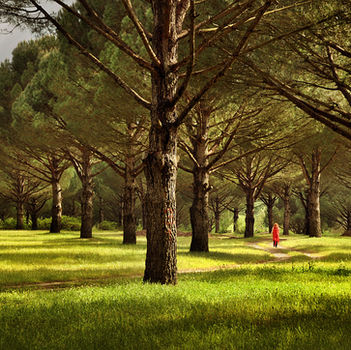 1-AHMET REMZİ TÜLÜCE.jpg