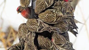 February Is National Bird Feeding Month!